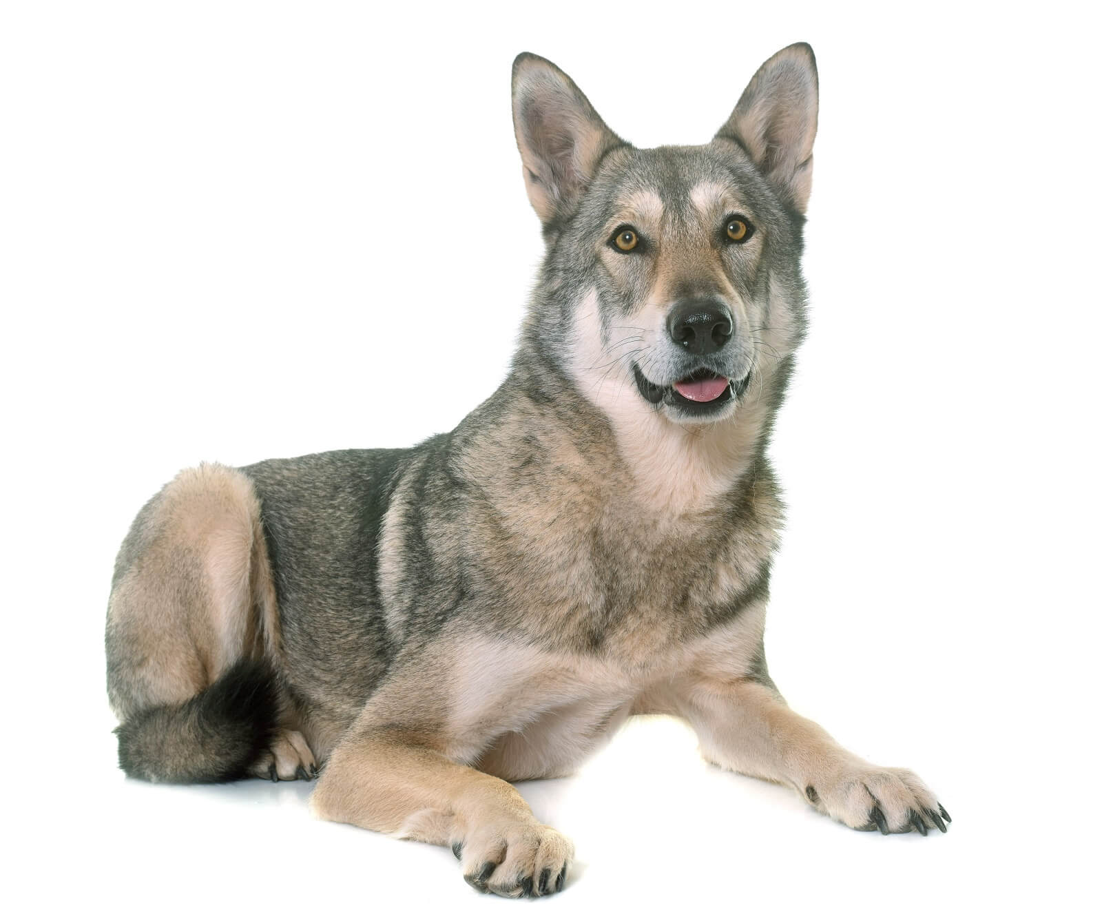  Saarloos-Wolfdog