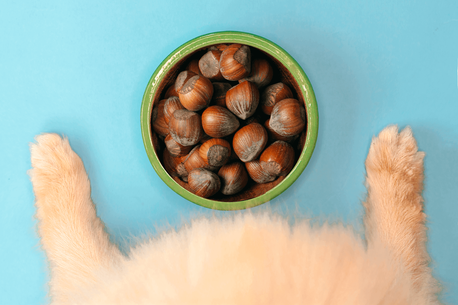 dogs-eating-chestnuts