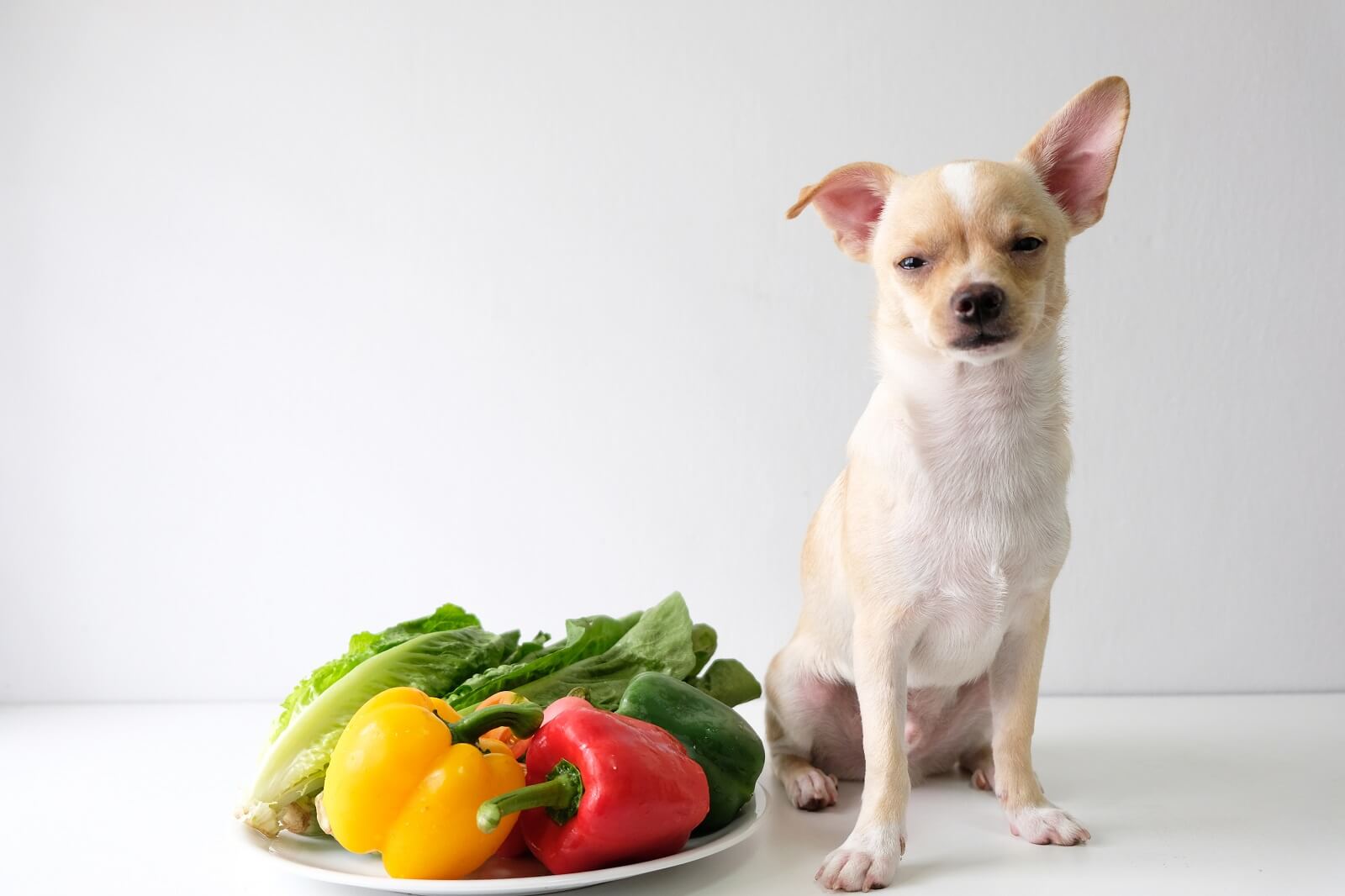 can-my-dog-eat-bell-peppers