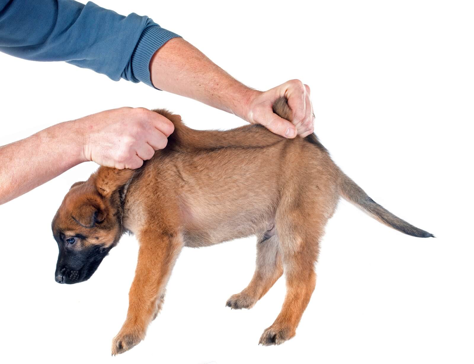 stubborn-dog-training