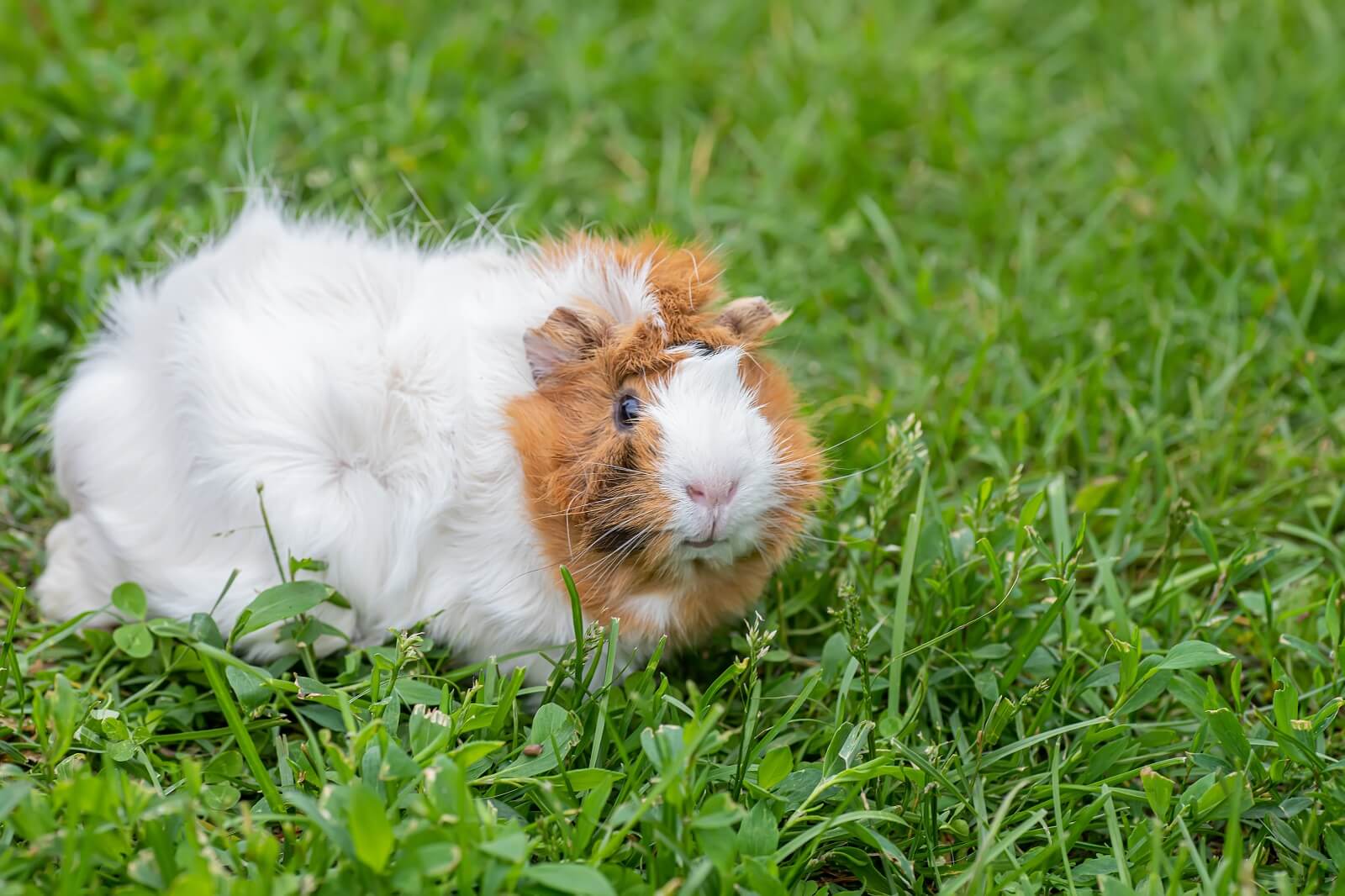 Guinea pigs eat pears