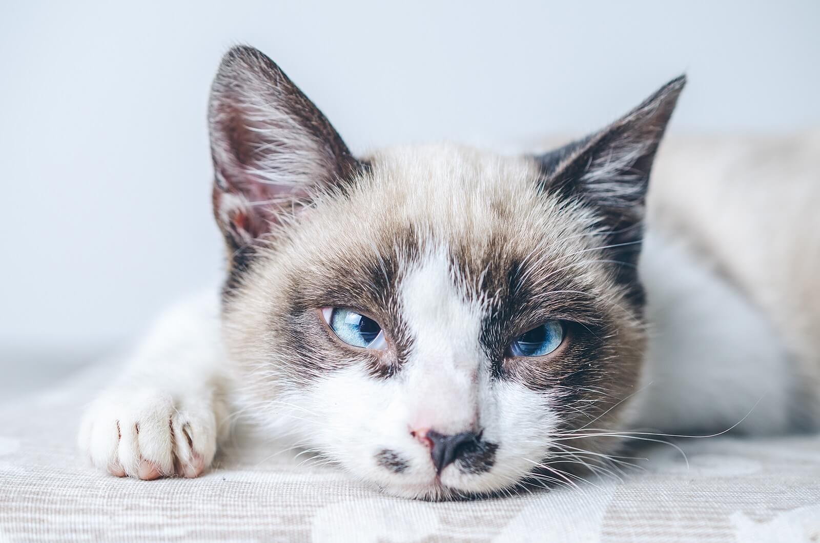 signs your cat is sick or dying
