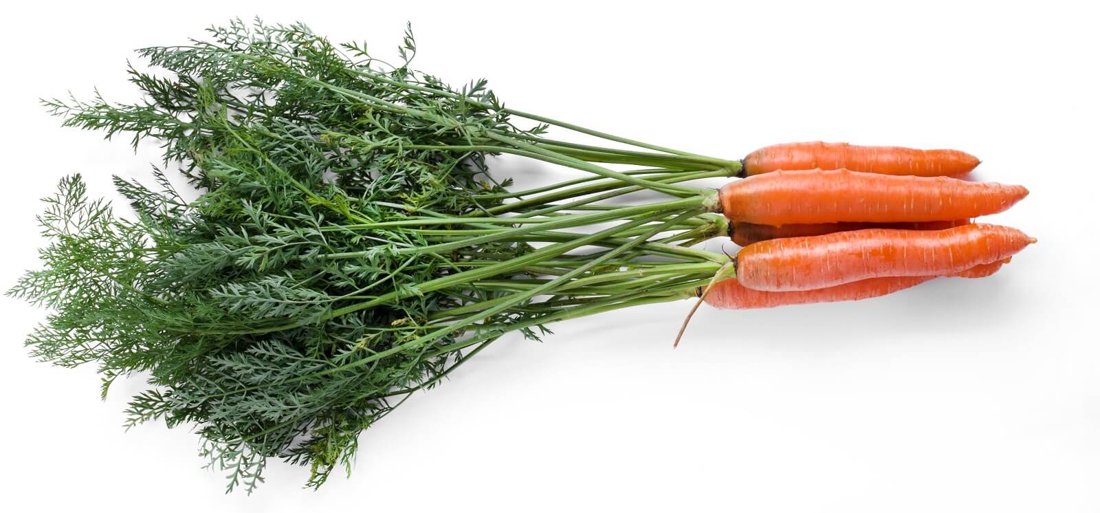 Delicious Carrot