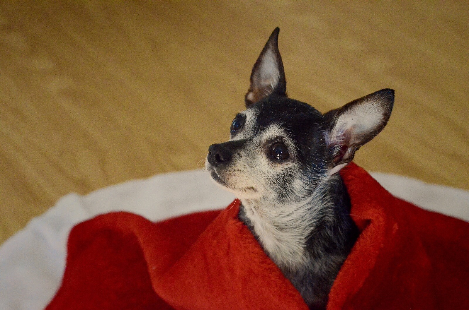 Chihuahua Dog Breed