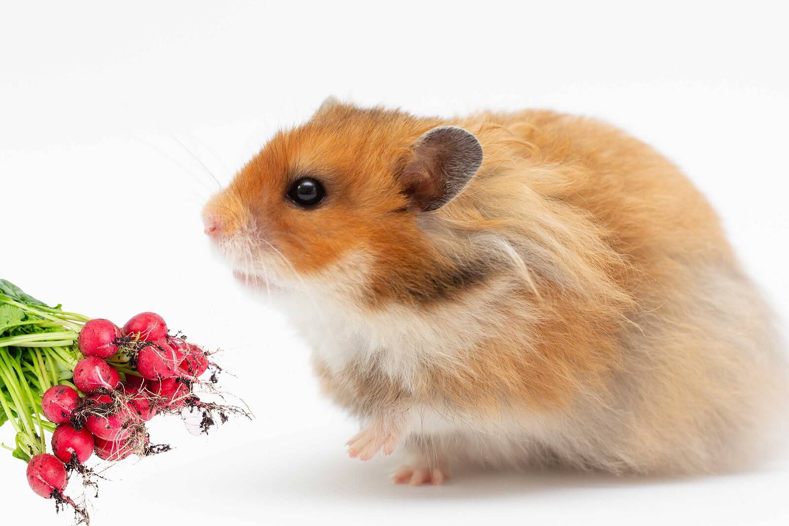 Can Hamsters Have Radishes