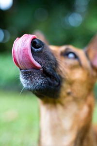 Dog Lick Her Legs