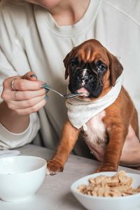 Can My Dog Drink Oat Milk