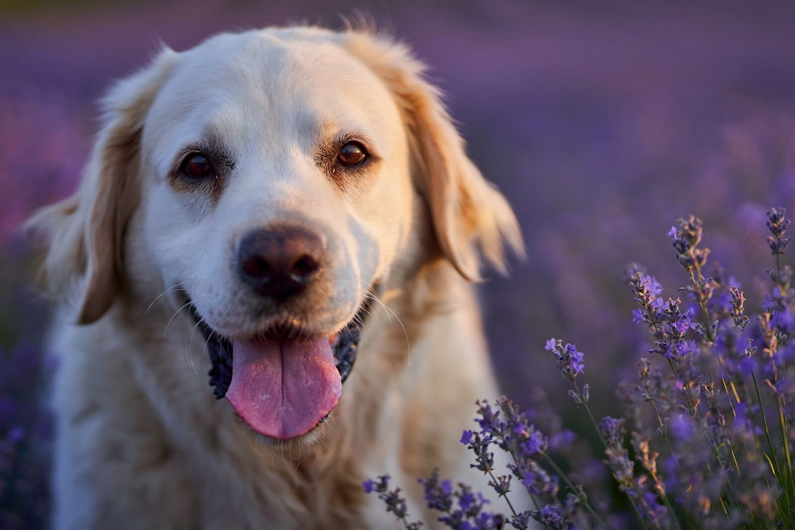 do dogs like lavender smell