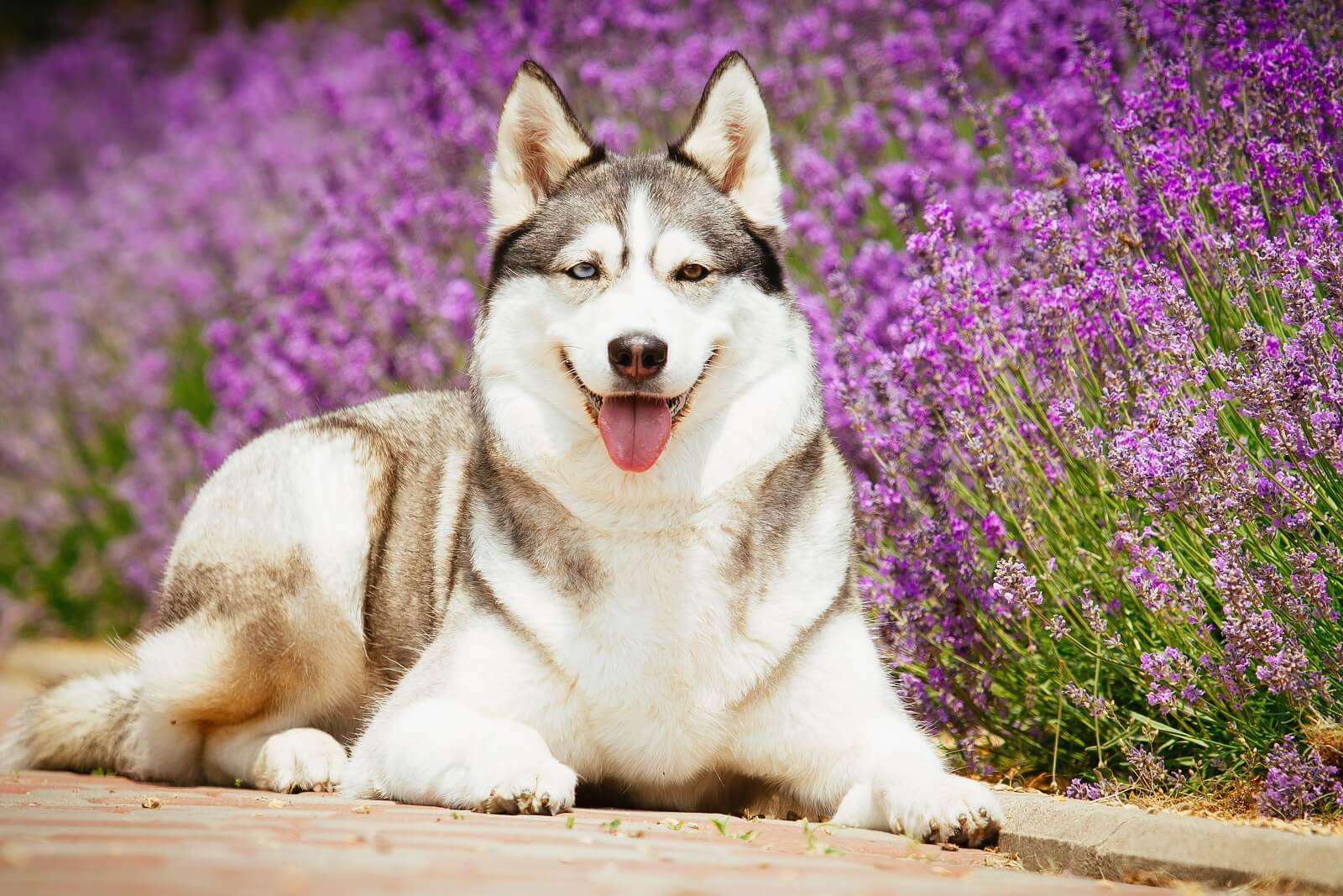 do dogs not like the smell of lavender