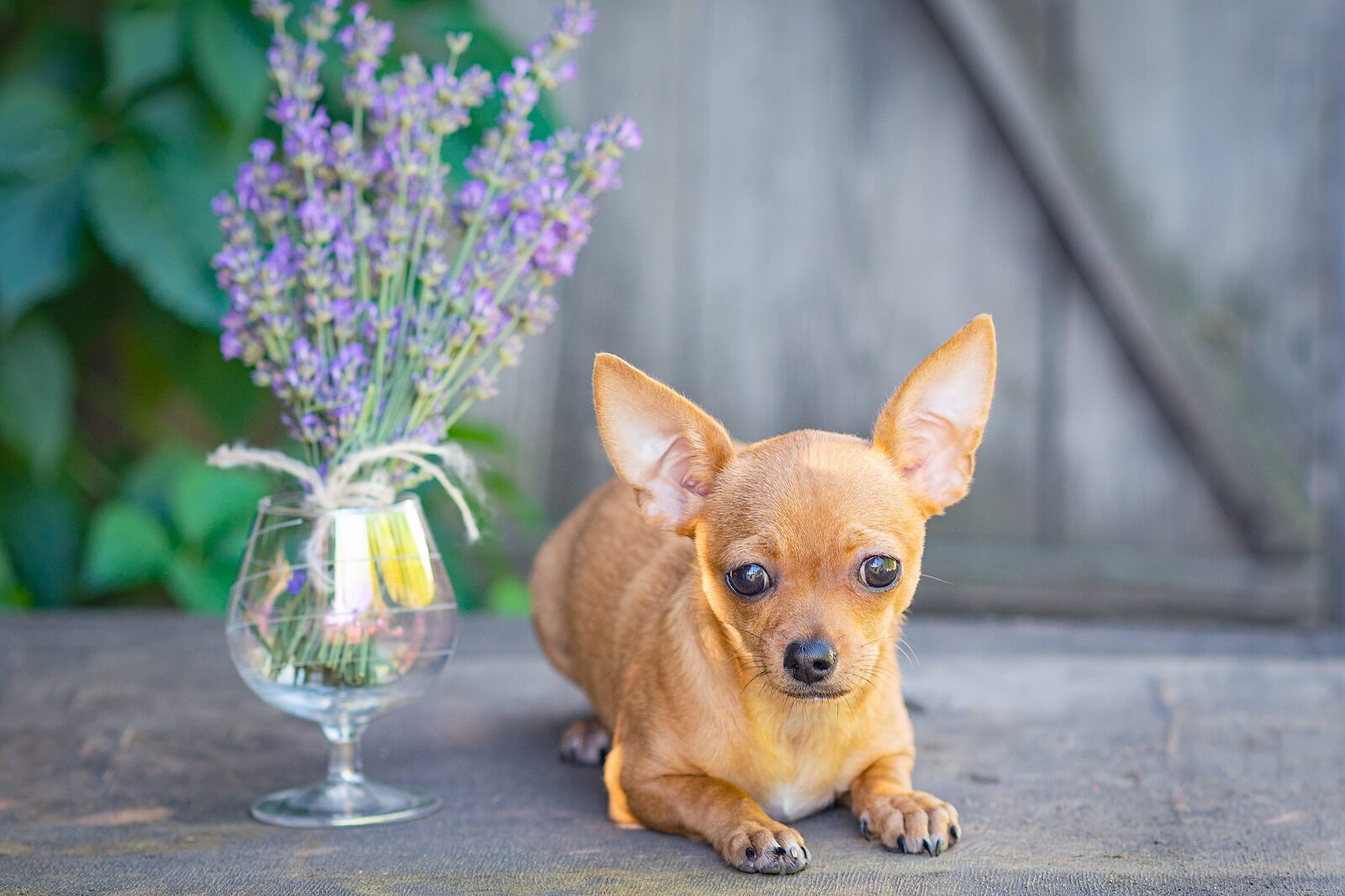 is lavender bad for dogs to smell