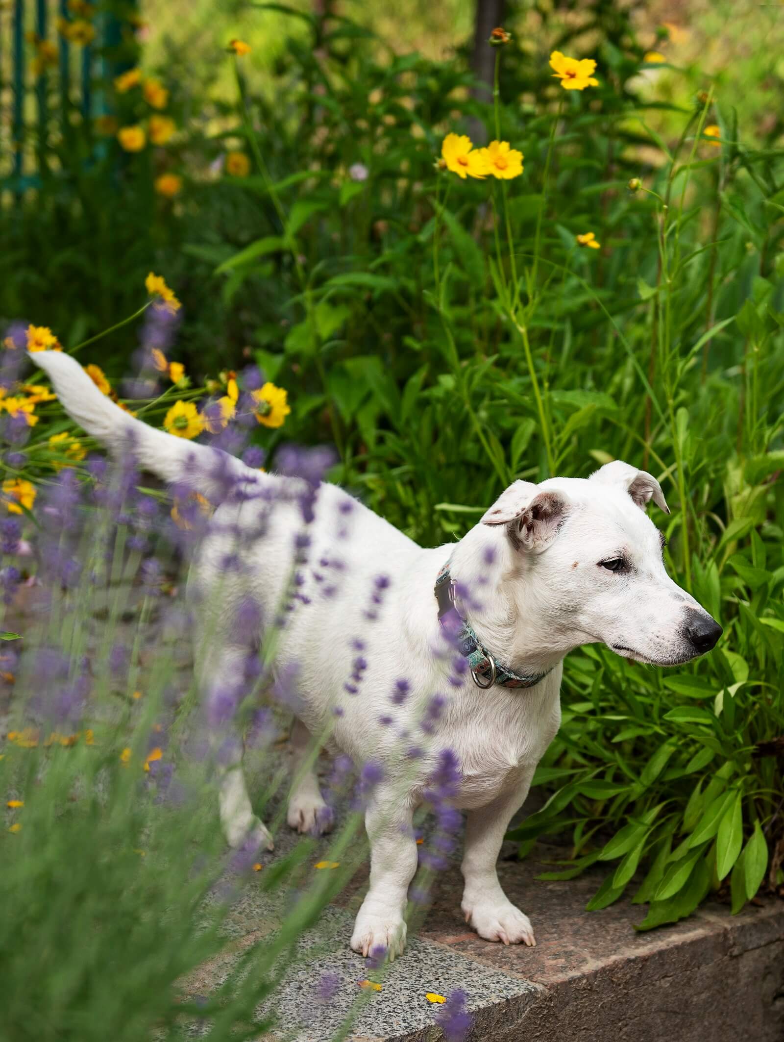 is the smell of lavender bad for dogs