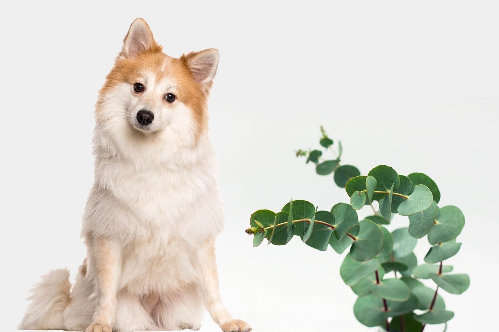 Effects Of Eucalyptus On Dogs