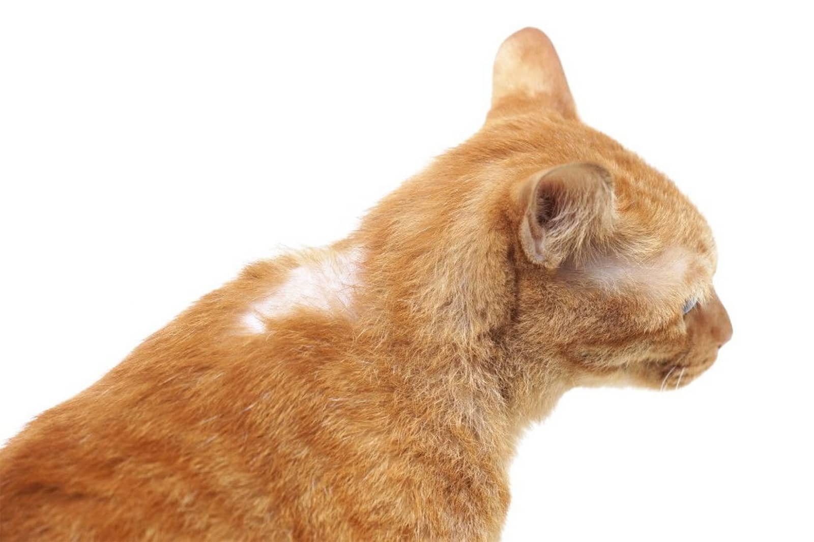 Allergic Reactions of Cat