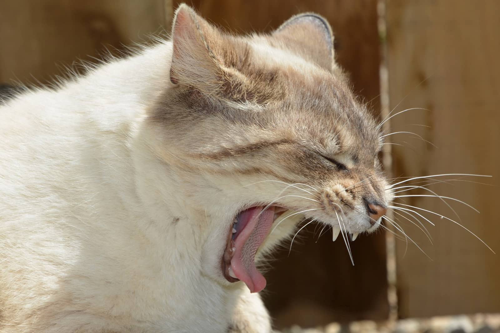 Cats Choking