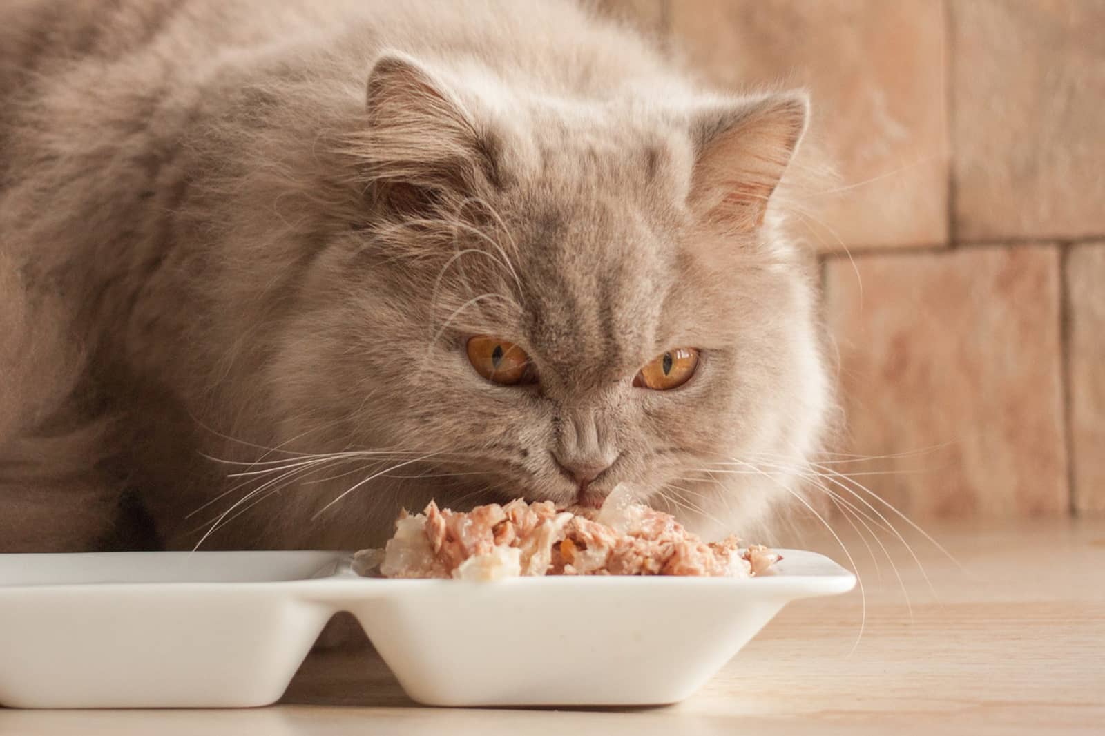 Homemade cooked food cat