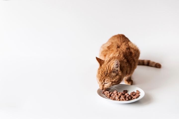 Wet Cat Food