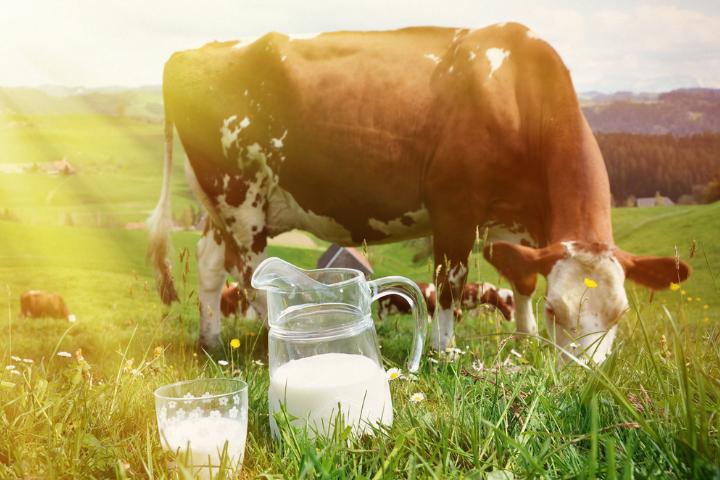 cows milk