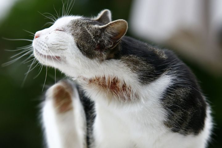 Allergic Reactions for cats