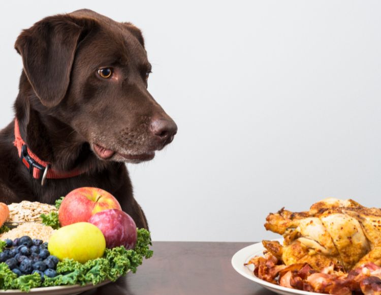 Altering Your Dog’s Diet