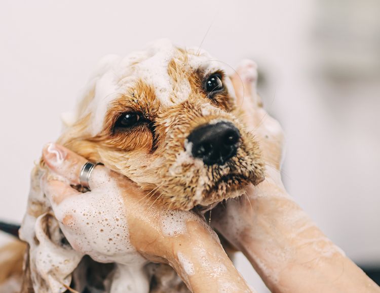 Dry Shampooing for Quick Refreshment