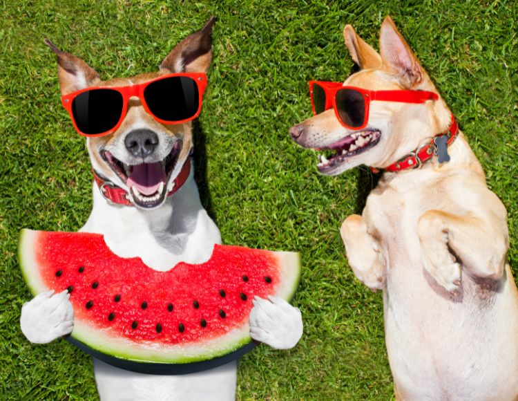 Maintain a Clean Environment to Get Rid of Stinky Dog Smell
