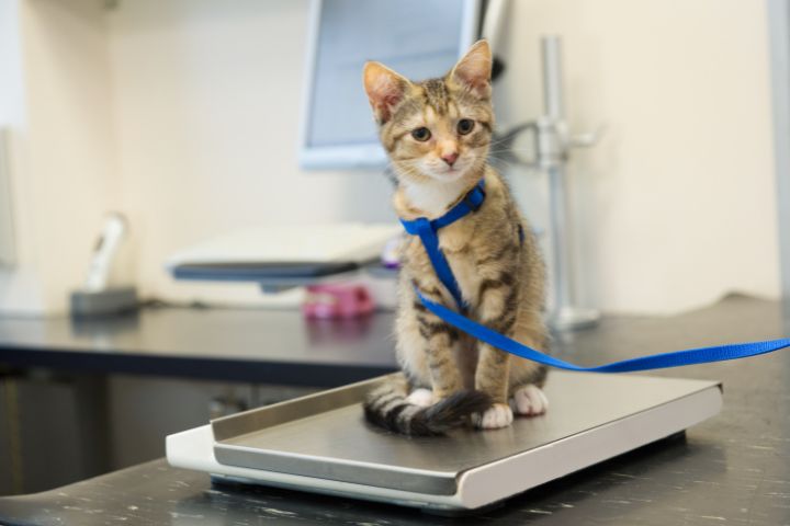 Weight Management for cats