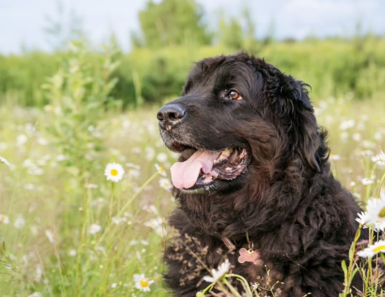 Common Reasons Why Your Dog's Lip Might Quiver