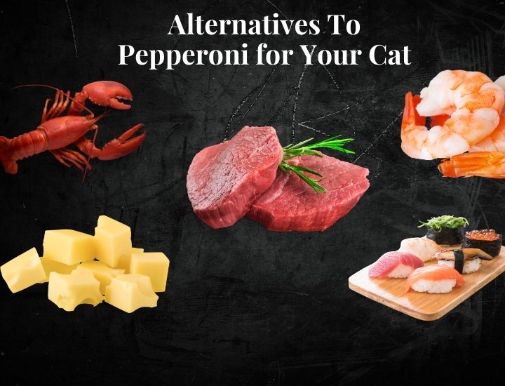 Alternatives To Pepperoni for Your Cat
