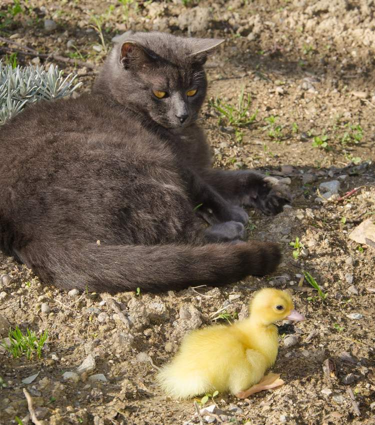 Cats and duck play