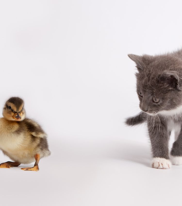 Why Ducklings Play the Role of Prey (1)