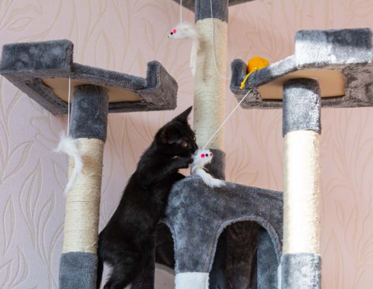 Invest in a Cat Tower or Tree