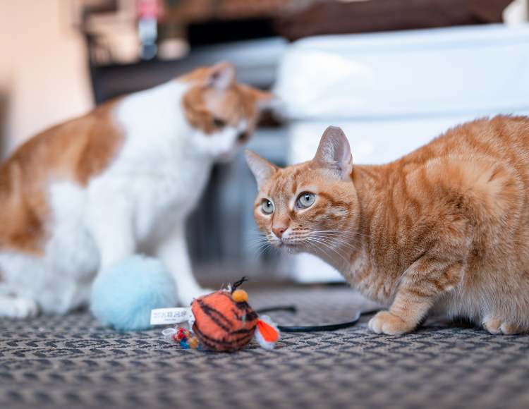 cat toys and catnip beside the TV