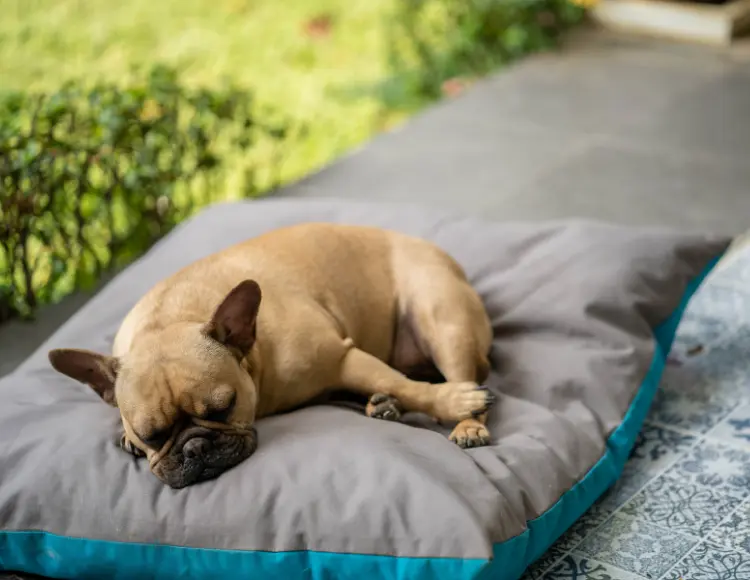 Proper rest restores dogs' tiredness