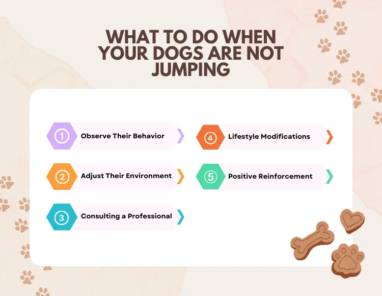 What to Do When Your Dogs Are Not Jumping