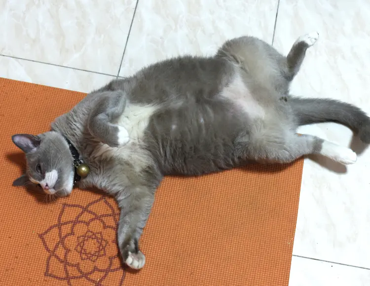 A fatty cat