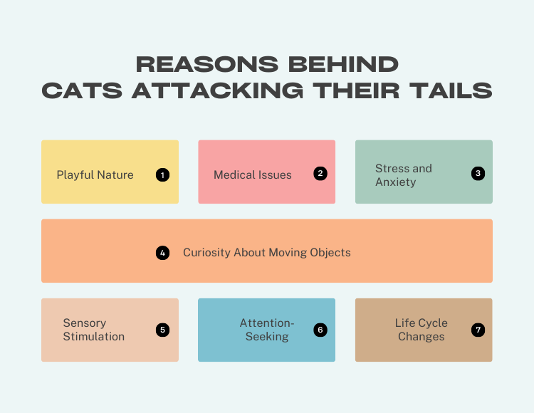 Reasons Behind Cats Attacking Their Tails