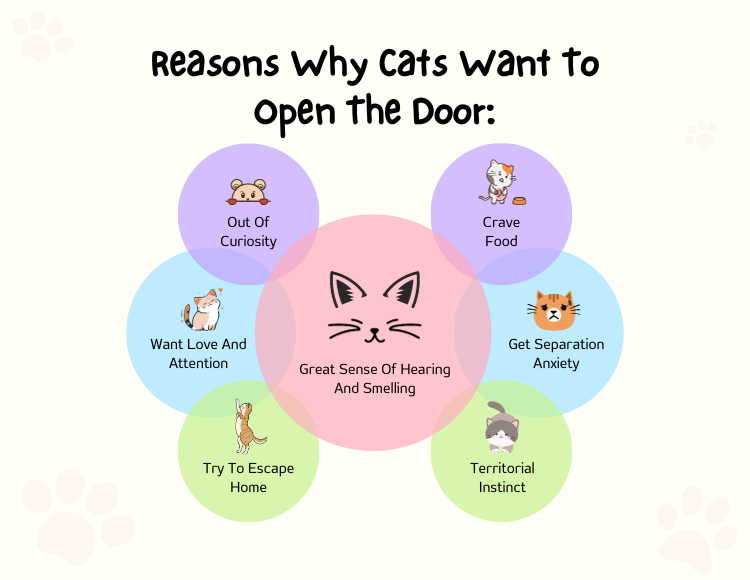 Reasons Why Cats Want To Open The Door