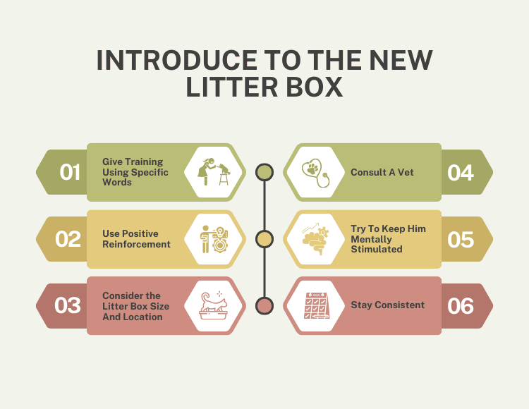 Introduce To The New Litter Box