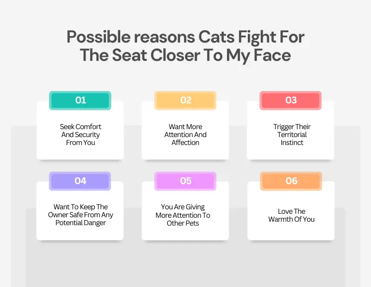 Possible reasons Cats Fight For The Seat Closer To My Face