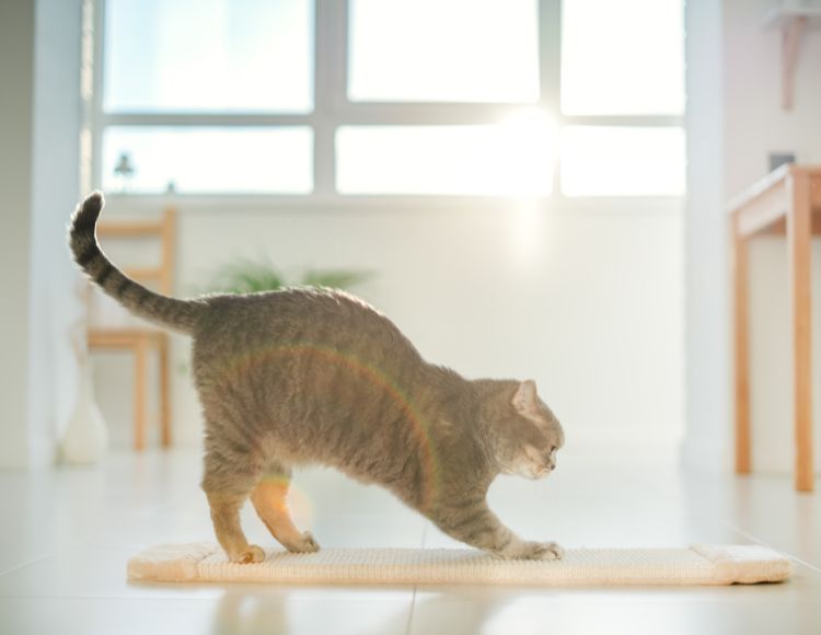 Cat Exercise