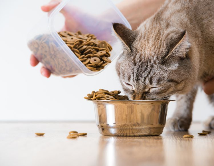 cat Feeding Schedule