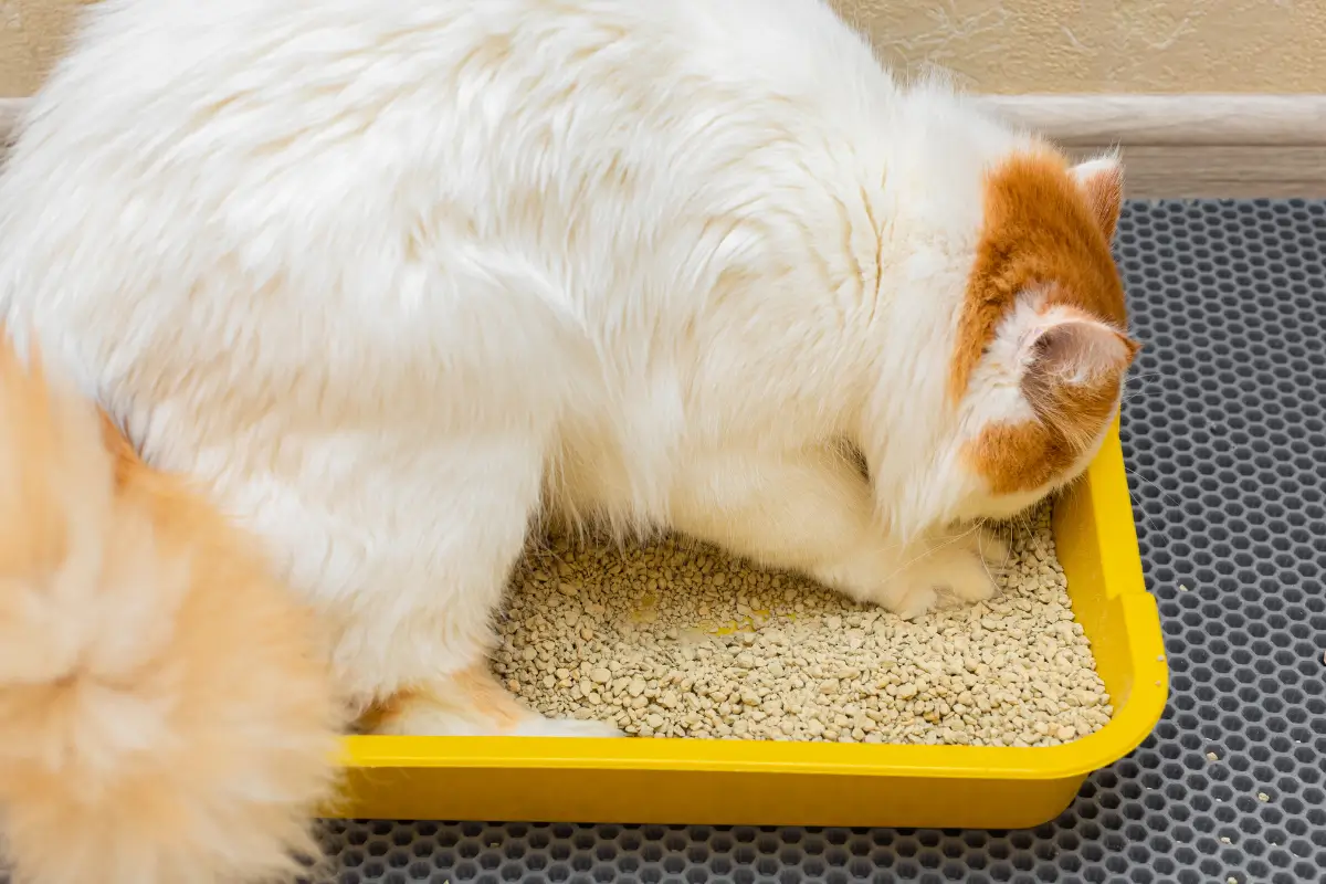 Notice Where Your Cat Digs