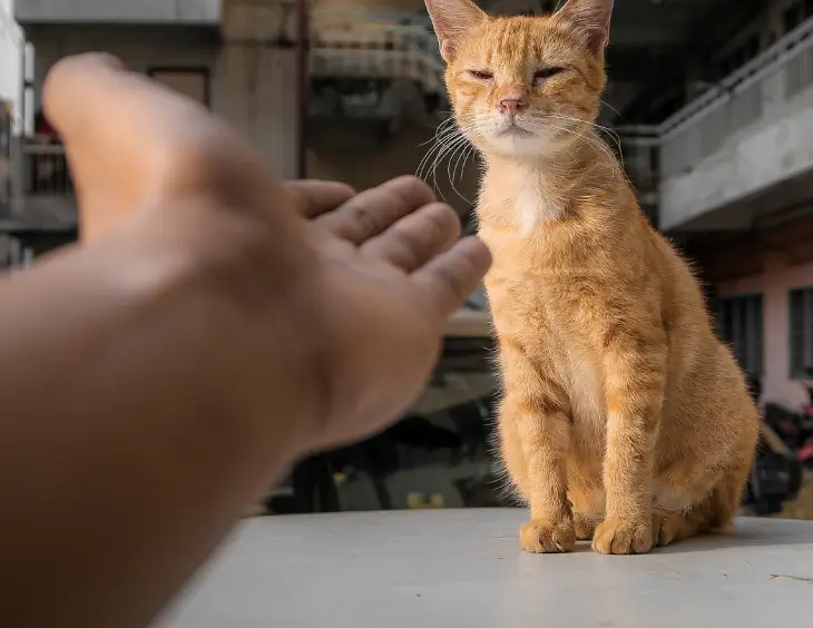 Preventing Cats from Water Playing