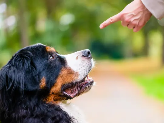 Command dog for stop
