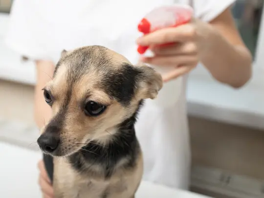 Spray dog