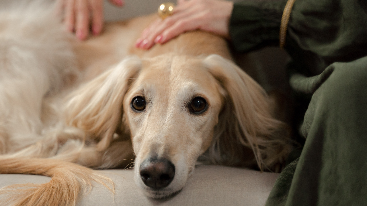 Pet heat stroke
