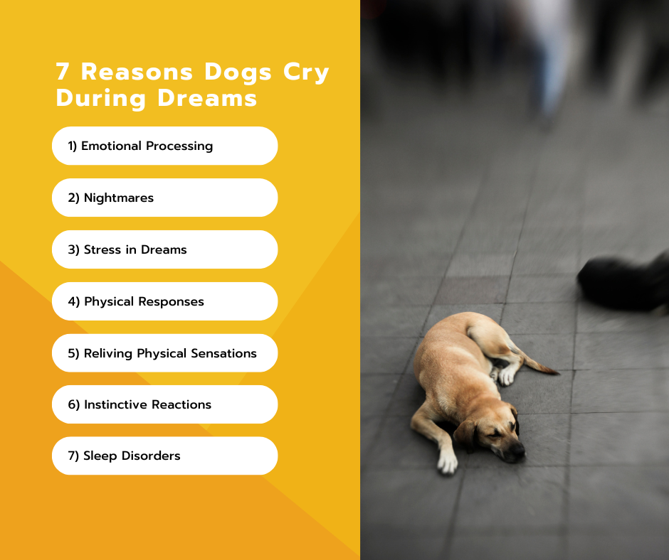 Reasons Dogs Cry During Dreams