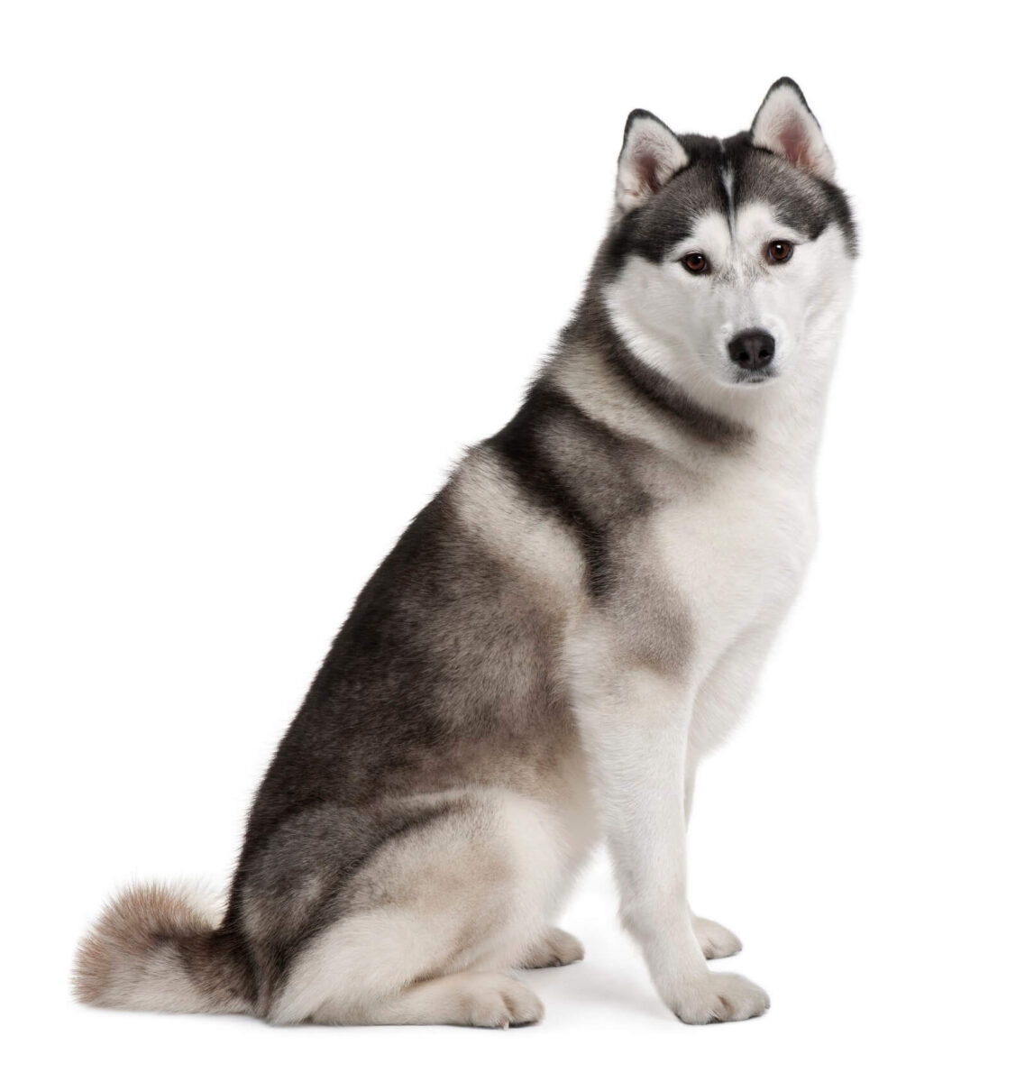 10 Dog Breeds That Look Like Huskies - The Fit Pets