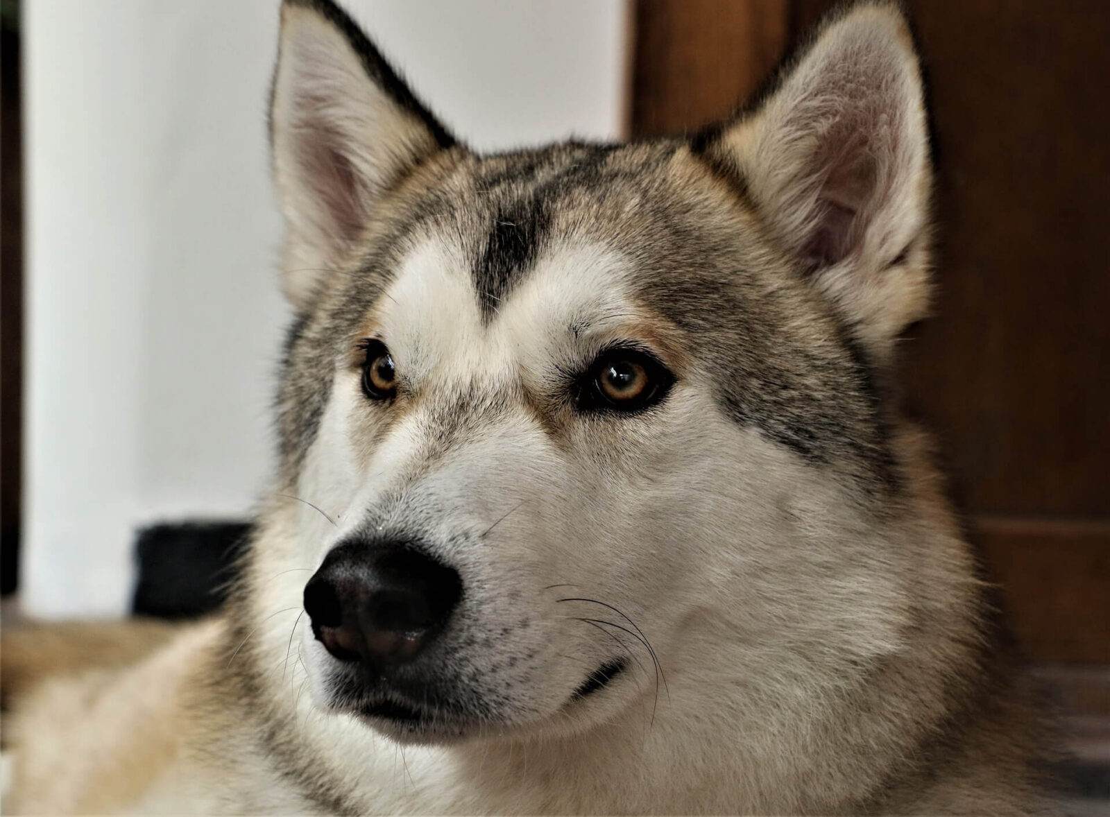 10 Dog Breeds That Look Like Huskies The Fit Pets   Tamaskan Dog 1600x1178 