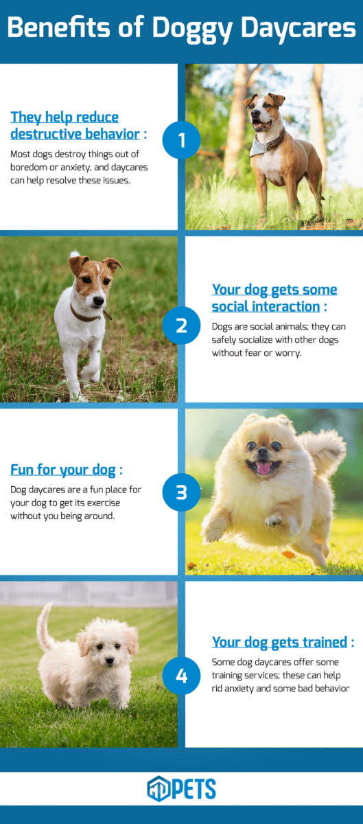 Is Doggy Daycare Good For Dogs? The Fit Pets